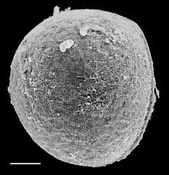 Isoetes alpina. SEM distal view of macrospore showing smooth surface. From photos by D.M. Britton attached to WELT P003757. Scale bar = 100 μm.
 Image: J.C. Stahl © Te Papa CC BY-NC 3.0 NZ